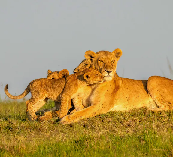 Lion pride basking in morning sun at Olare Motorogi Conservancy, Masai Mara, Kenya.