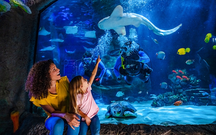 Divers and marine life in the Indian Ocean section at Sea Life Orlando.