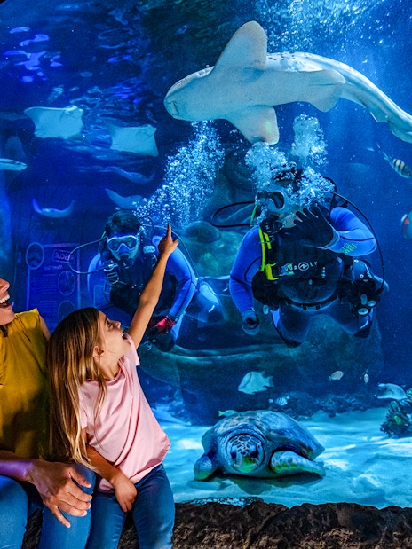 Divers and marine life in the Indian Ocean section at Sea Life Orlando.