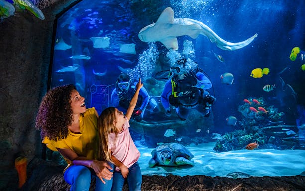 Divers and marine life in the Indian Ocean section at Sea Life Orlando.