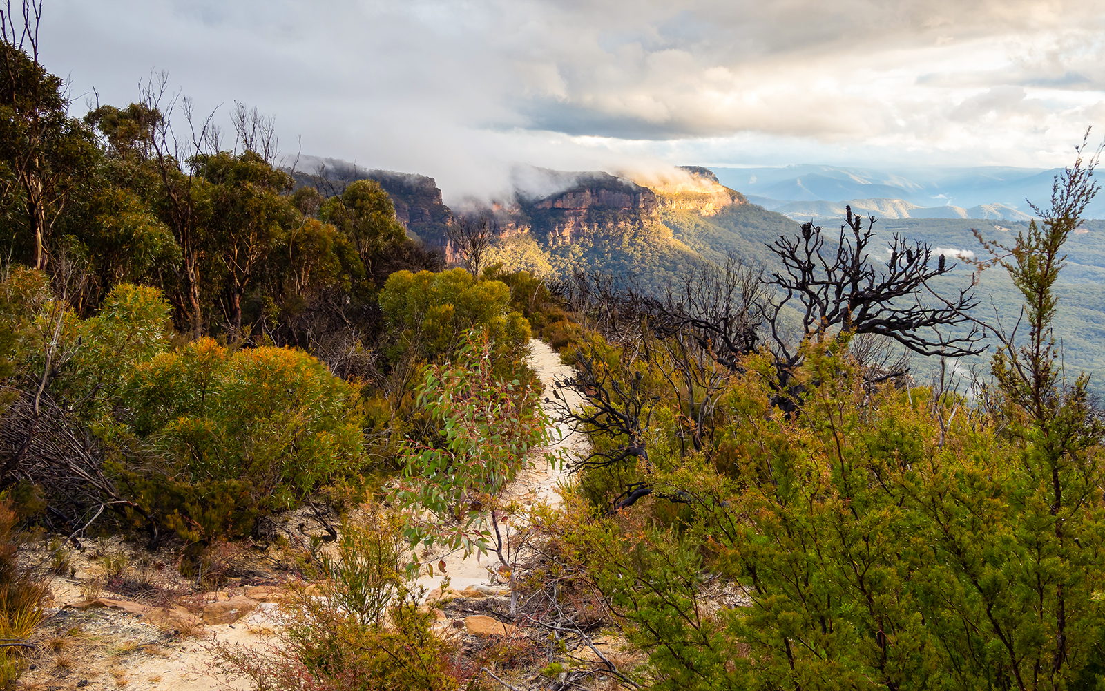 Mount Solitary walking track