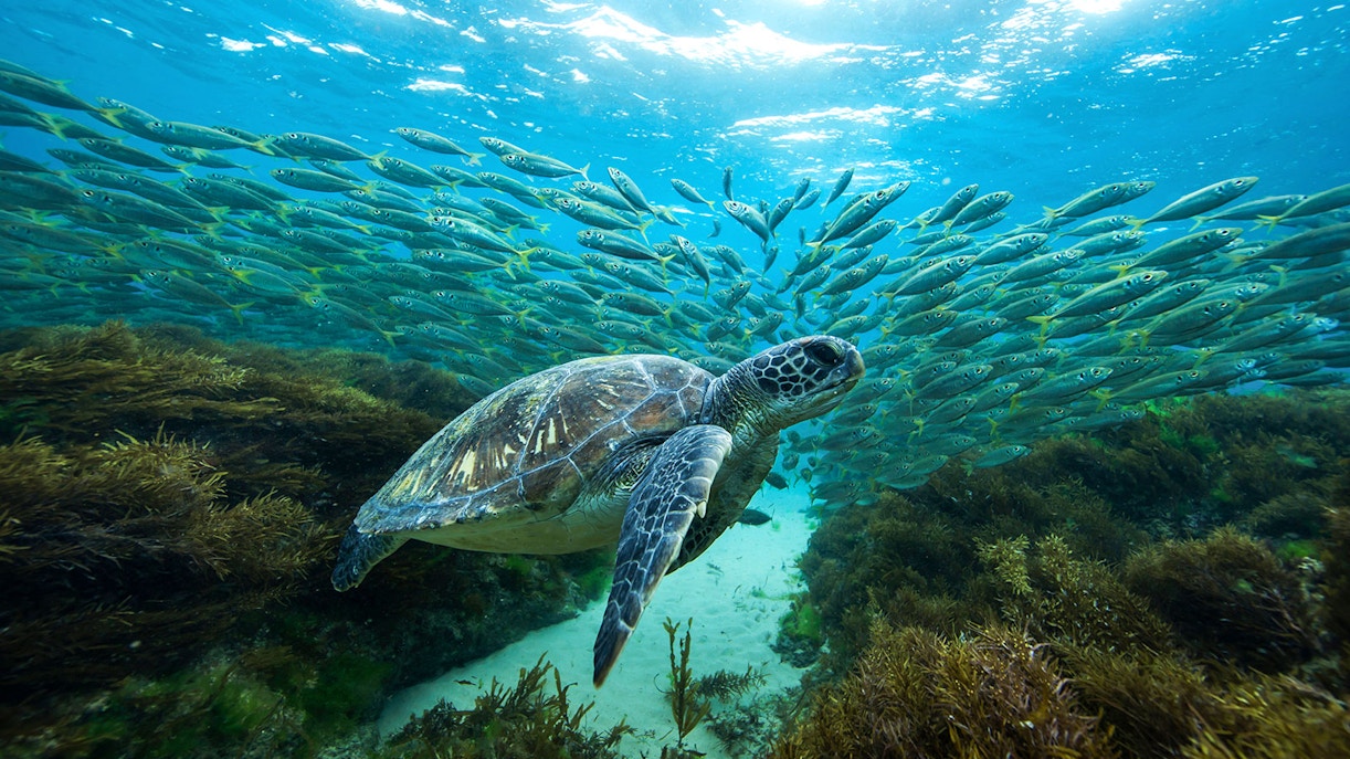 Turtle swimming among fish at the Great Barrier Reef.
