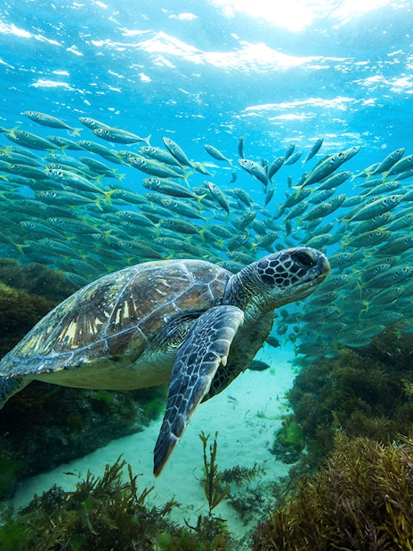 Turtle swimming among fish at the Great Barrier Reef.
