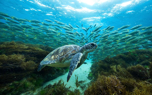 Turtle swimming among fish at the Great Barrier Reef.