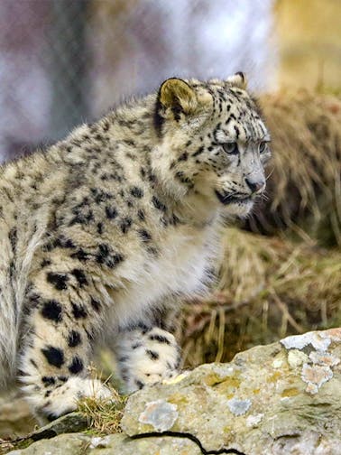 Highland Wildlife Park