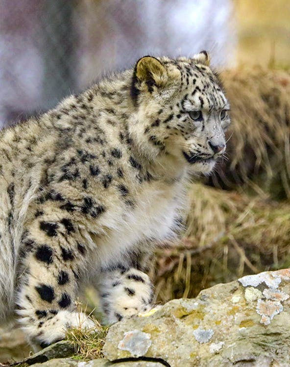 Snow leopard walking on rocks at Highland Wildlife Park.