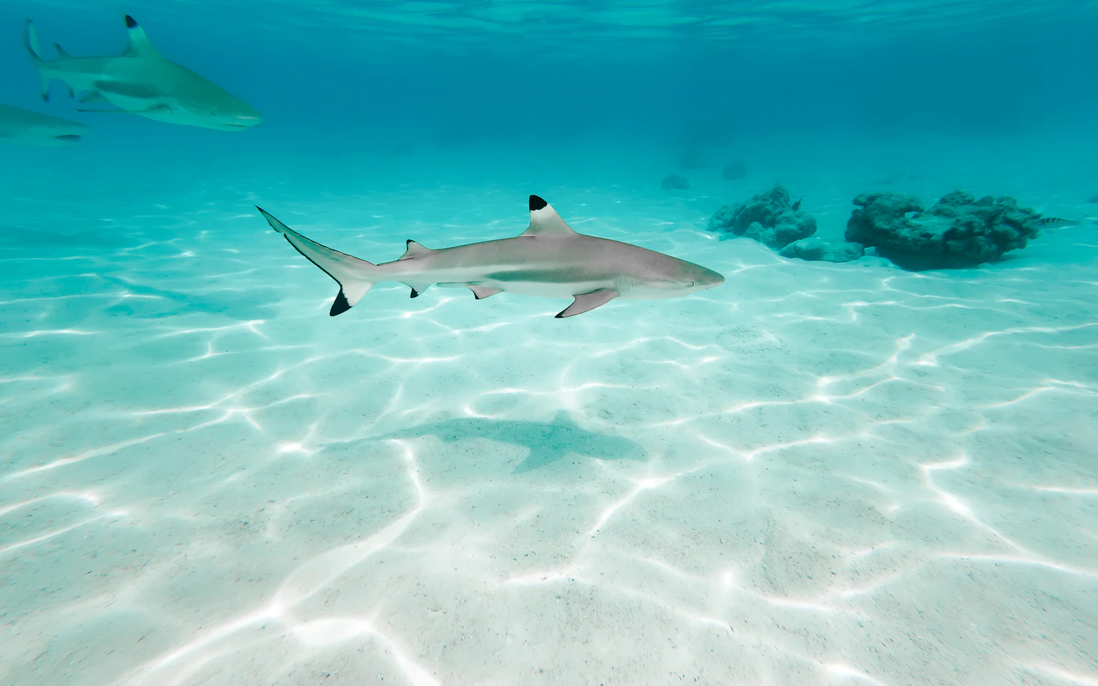 Phi Phi Private Longtail Boat Tour to Maya Bay with Lunch and Paddleboard (Product 56817)