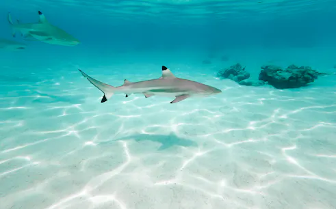Shark swimming in clear waters near coral, Phi Phi Islands tour.