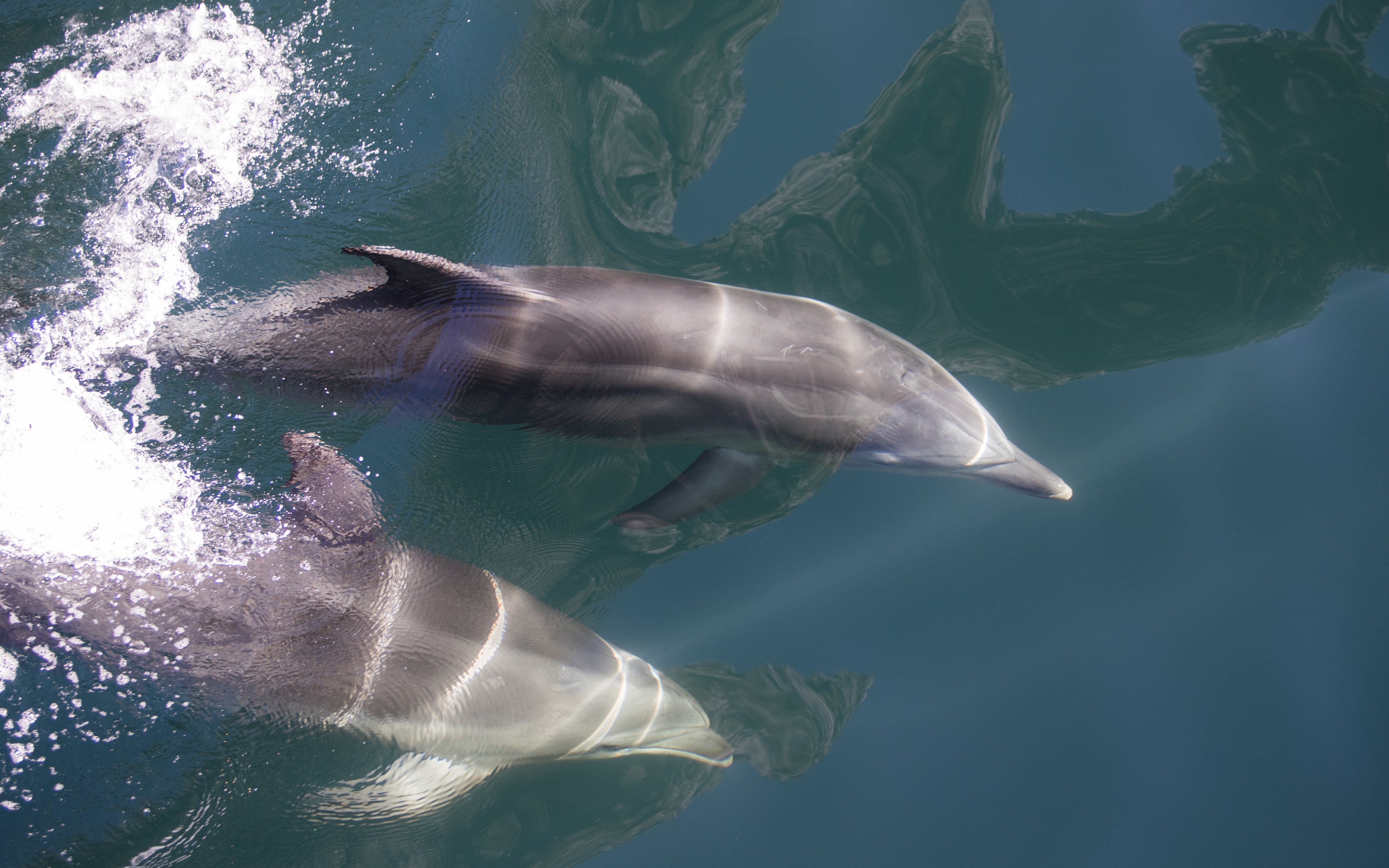 Dolphins swimming in Milford Sound during an extended cruise.