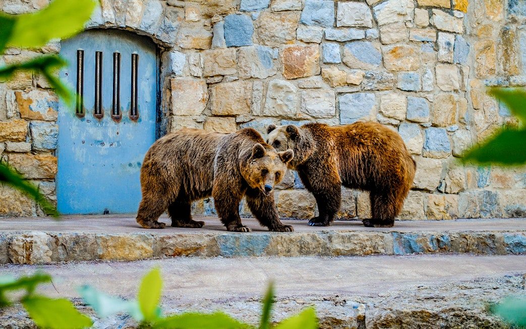 Bears in an enclosure at Lisbon Zoo with a stone wall background.