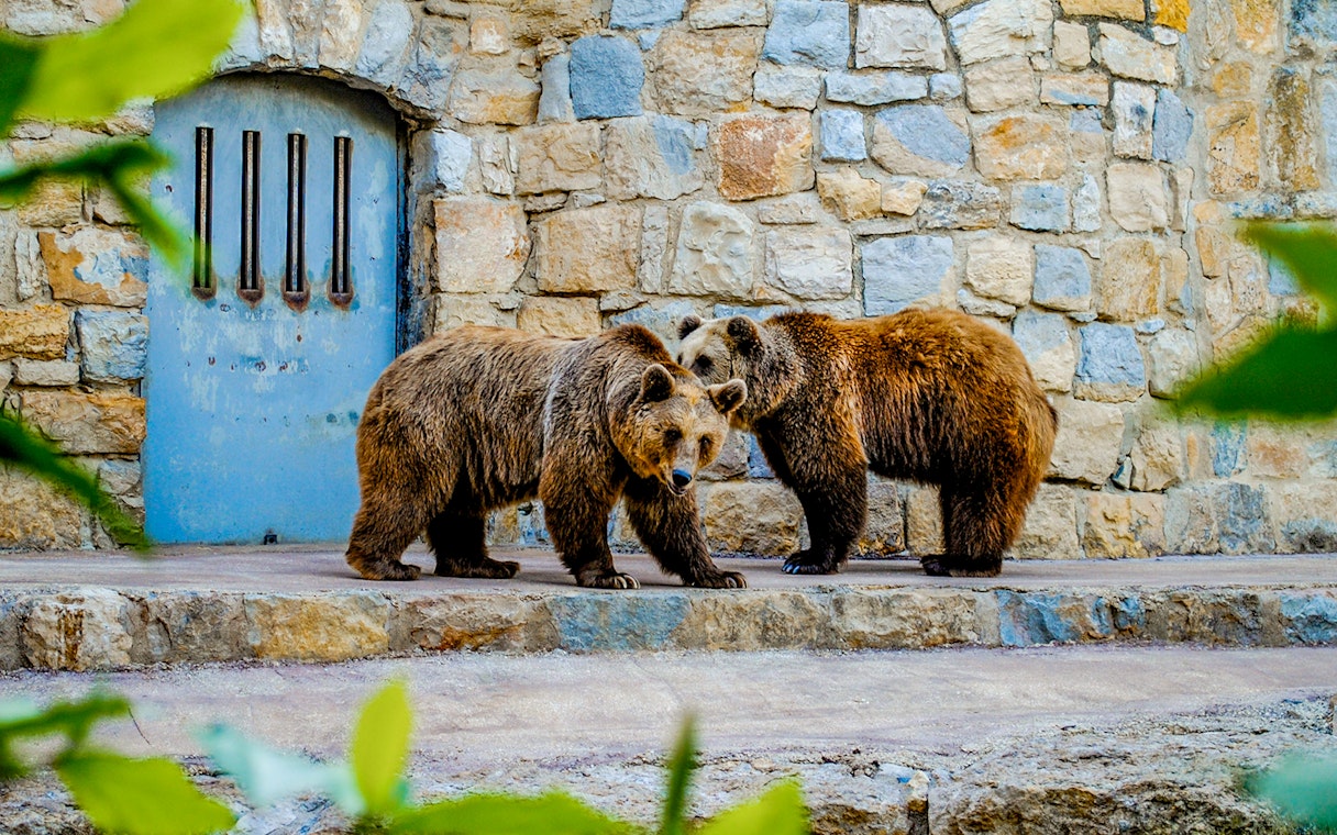 Bears in an enclosure at Lisbon Zoo with a stone wall background.