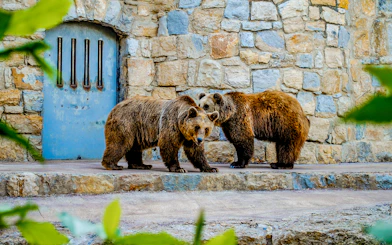 Bears in an enclosure at Lisbon Zoo with a stone wall background.