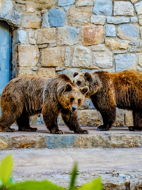 Bears in an enclosure at Lisbon Zoo with a stone wall background.