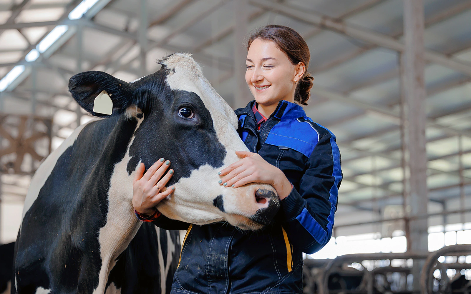 Cow milking at Paradise Country, Gold Coast