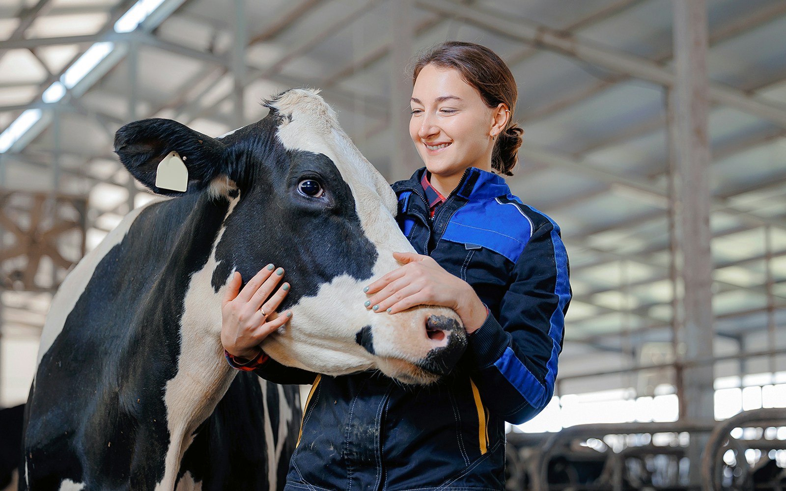 Cow milking at Paradise Country, Gold Coast