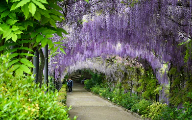 Blooming wisteria tunnel at Bardini Gardens, Florence with visitors walking underneath.