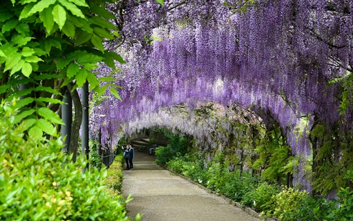Blooming wisteria tunnel at Bardini Gardens, Florence with visitors walking underneath.