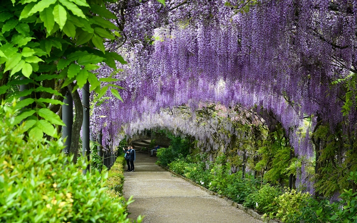 Blooming wisteria tunnel at Bardini Gardens, Florence with visitors walking underneath.