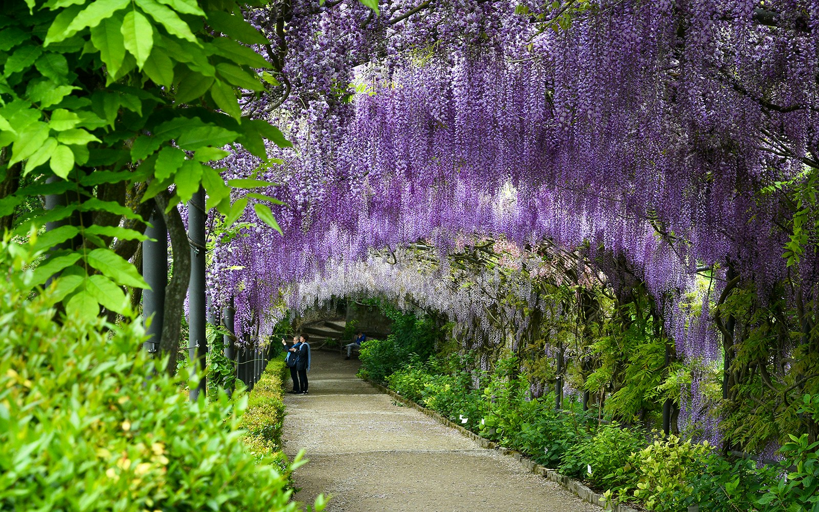 Blooming wisteria tunnel at Bardini Gardens, Florence with visitors walking underneath.