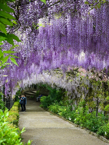 Blooming wisteria tunnel at Bardini Gardens, Florence with visitors walking underneath.