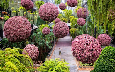 Hanging floral spheres at Nong Nooch Tropical Garden, Thailand.