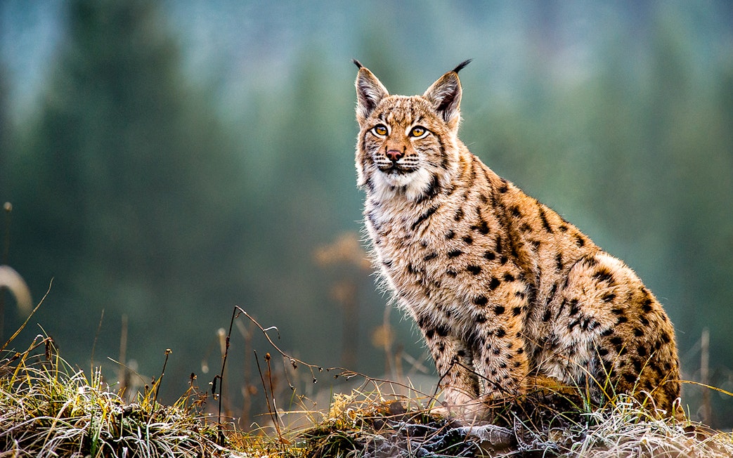 Eurasian lynx sitting on grass in a forest setting.