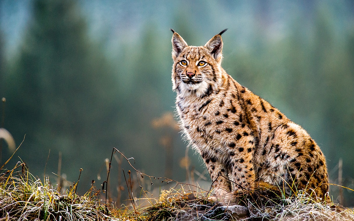 Eurasian lynx sitting on grass in a forest setting.