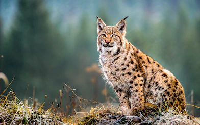 Eurasian lynx sitting on grass in a forest setting.