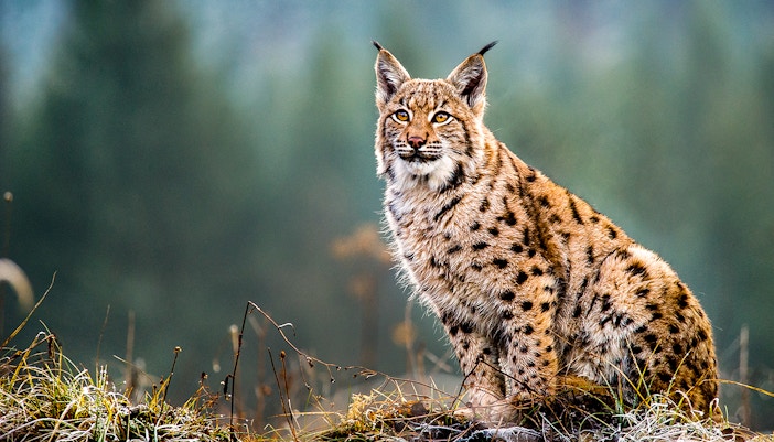 Alpine Zoo, Innsbruck.