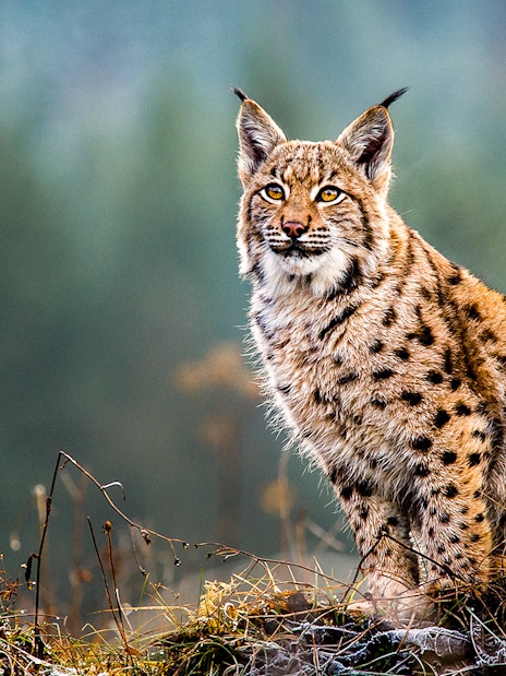 Eurasian lynx sitting on grass in a forest setting.