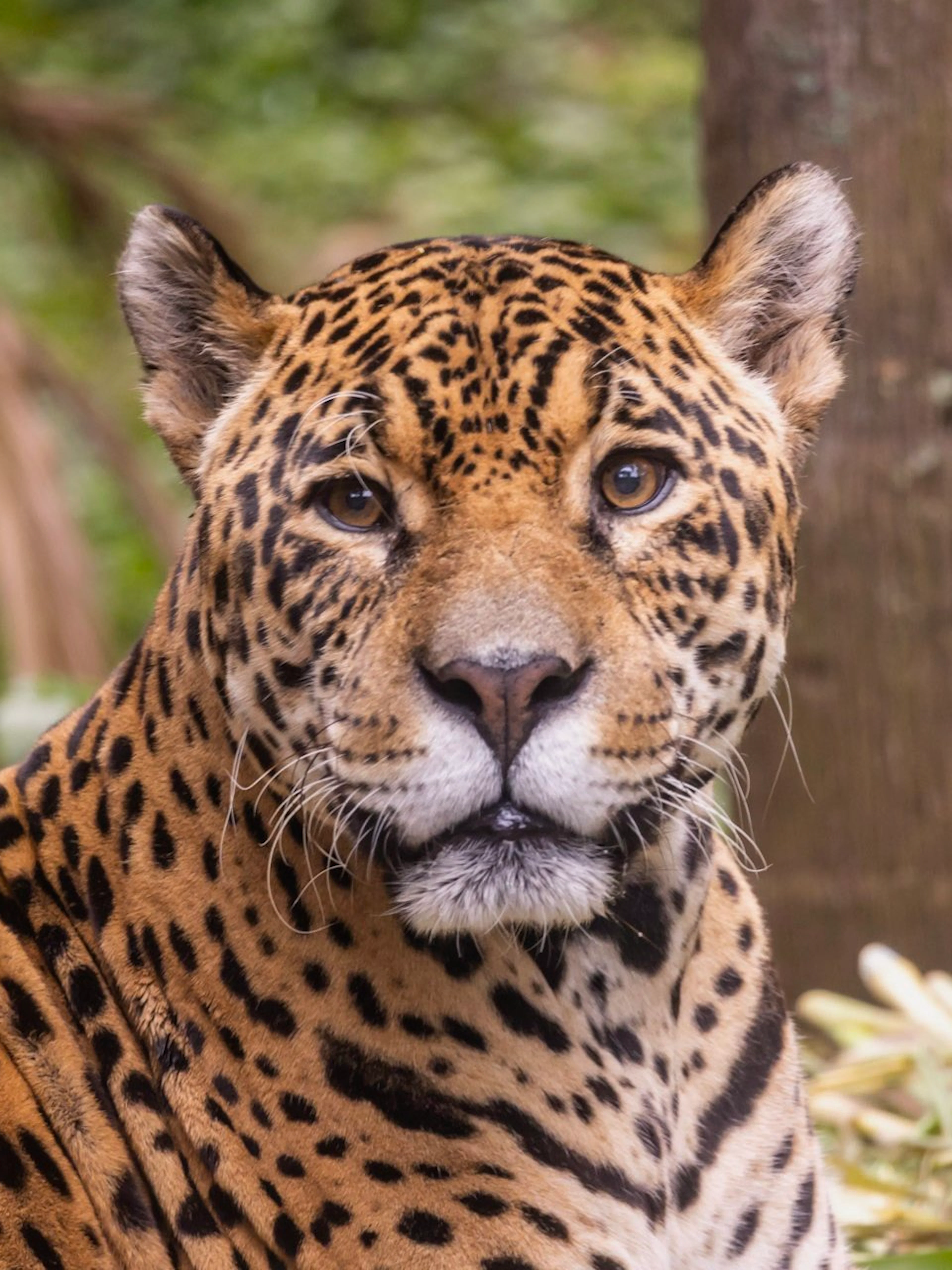Jaguar at São Paulo Zoo surrounded by lush greenery.