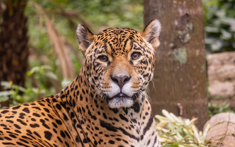 Jaguar at São Paulo Zoo surrounded by lush greenery.