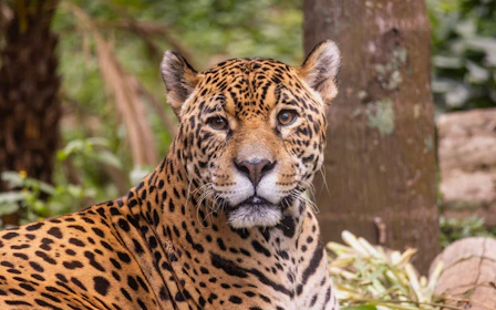 São Paulo Zoo Tickets