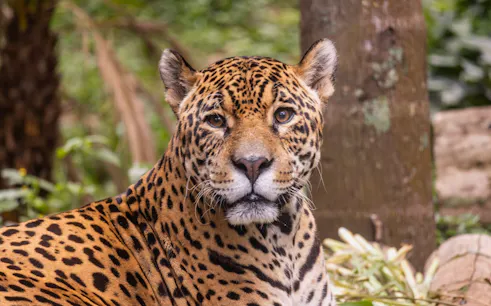 Jaguar at São Paulo Zoo surrounded by lush greenery.