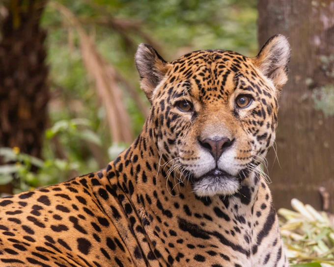 São Paulo Zoo Tickets