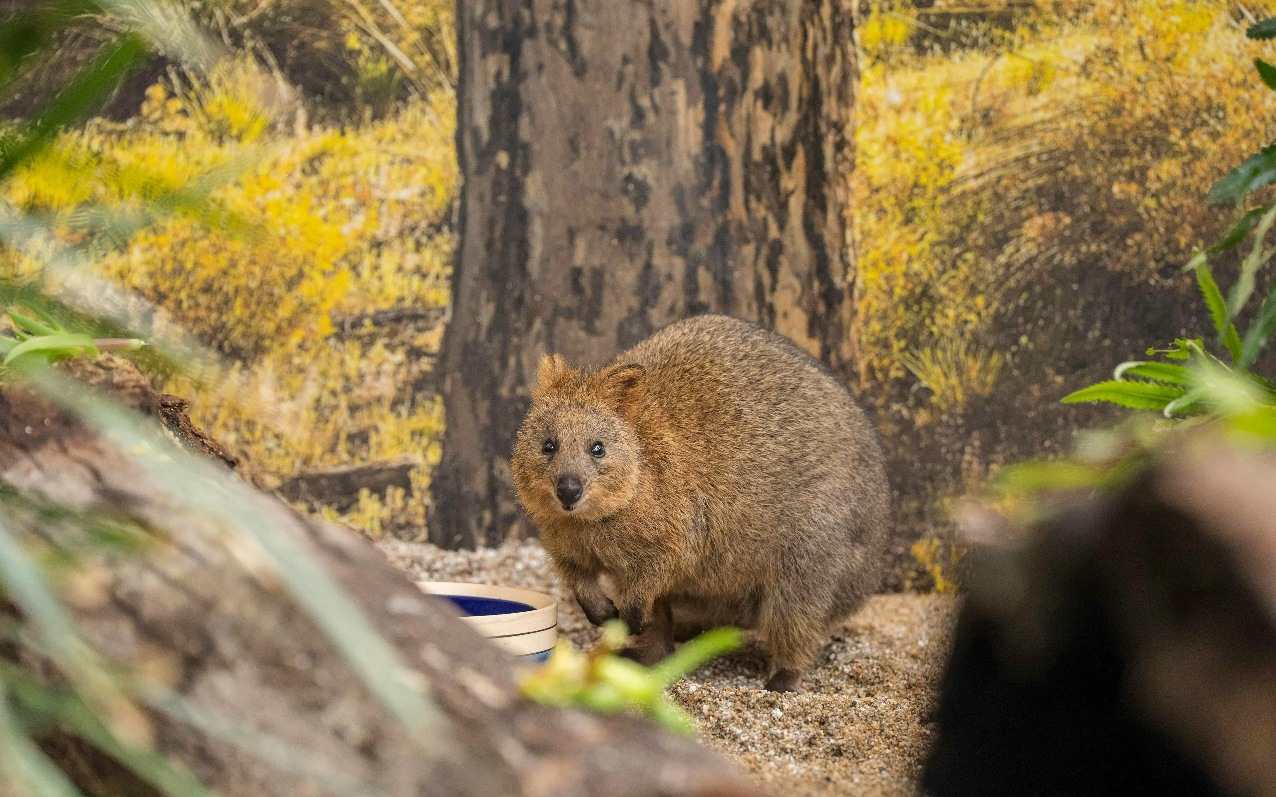 Quokka in natural habitat, Sydney wildlife tour.