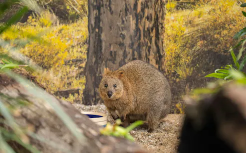 Quokka in natural habitat, Sydney wildlife tour.