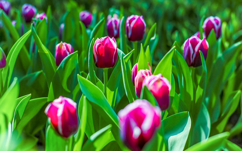 Tulips in bloom at Gardens by the Bay, Singapore.