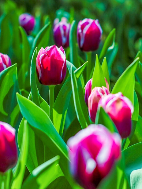 Tulips in bloom at Gardens by the Bay, Singapore.