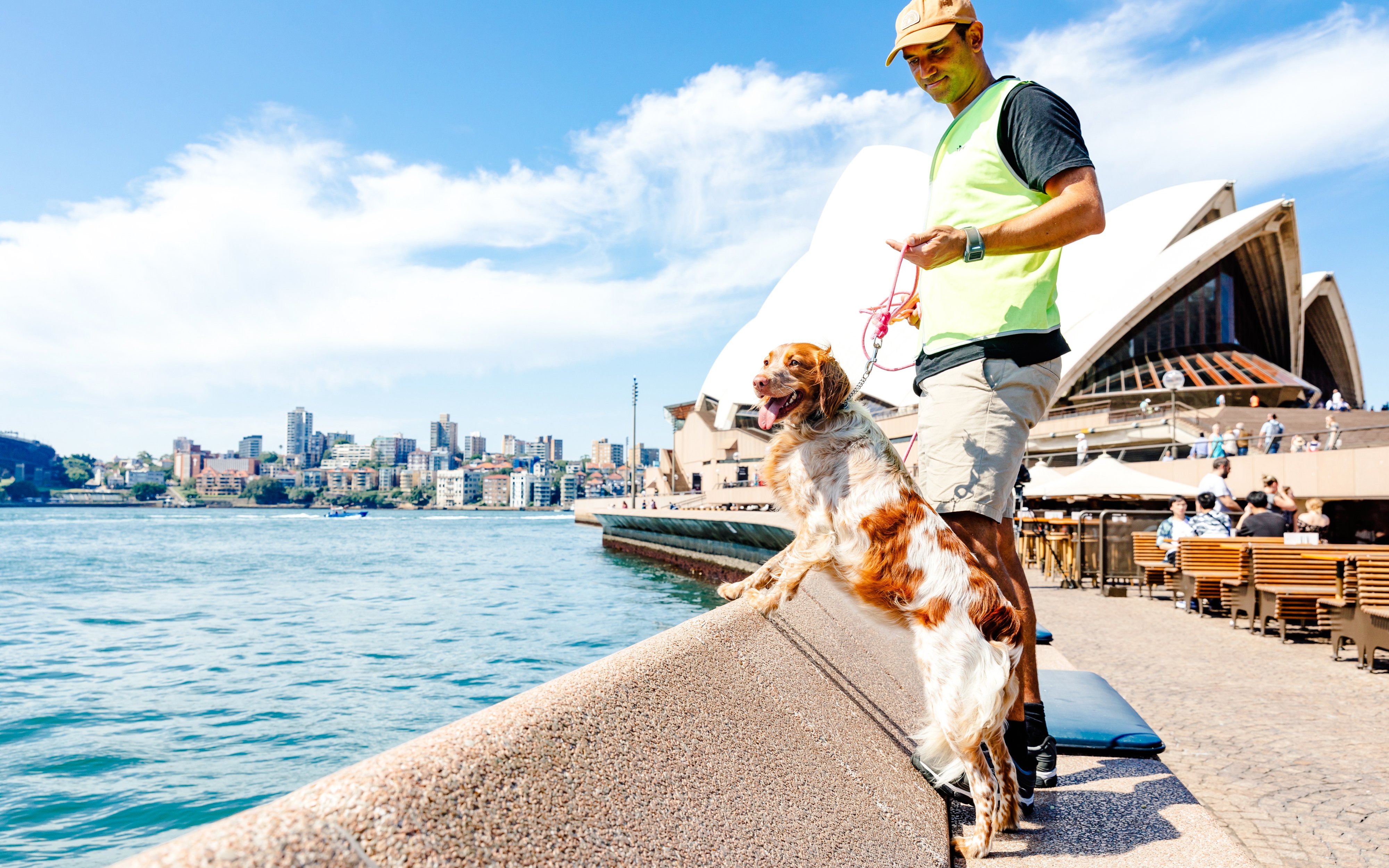 Dog on leash with handler near Sydney Opera House, overlooking the harbor.