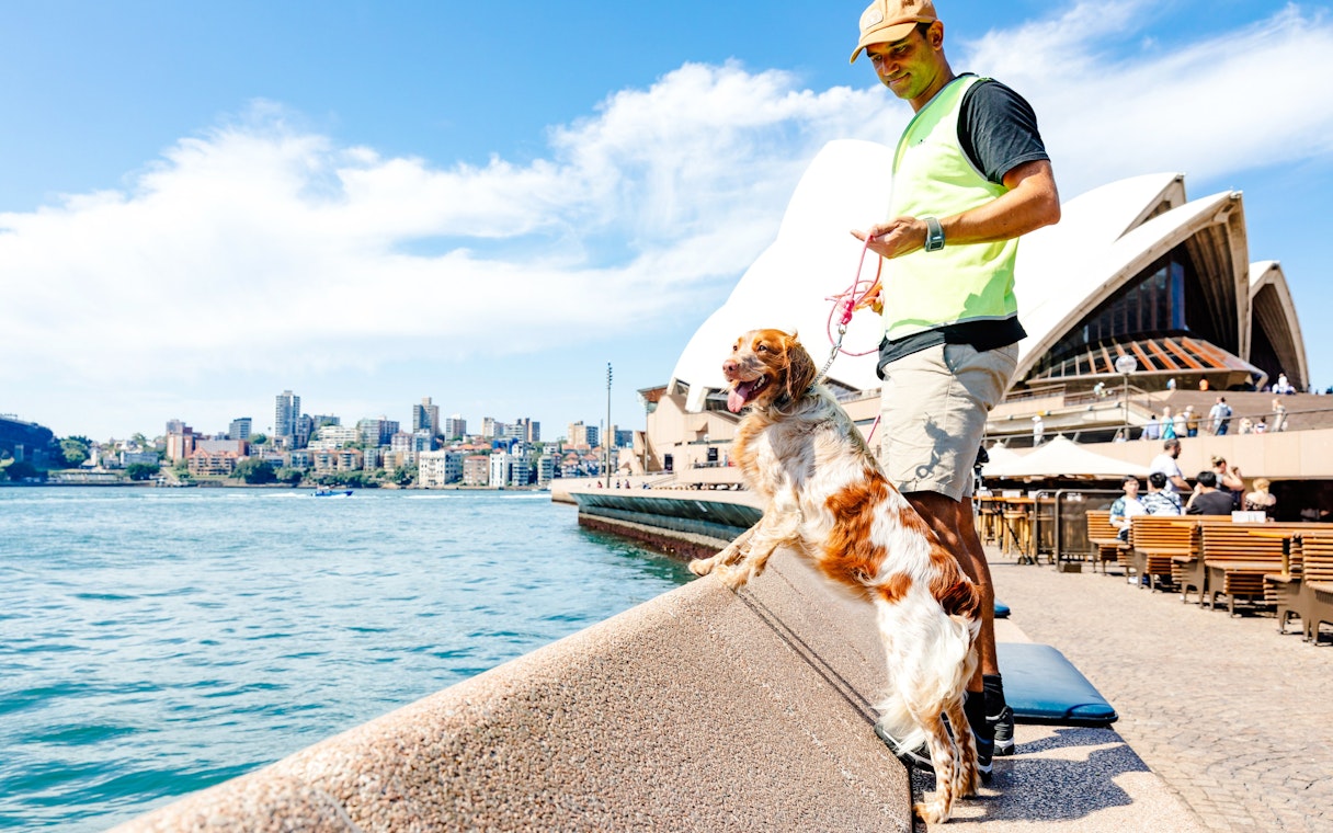 Dog on leash with handler near Sydney Opera House, overlooking the harbor.