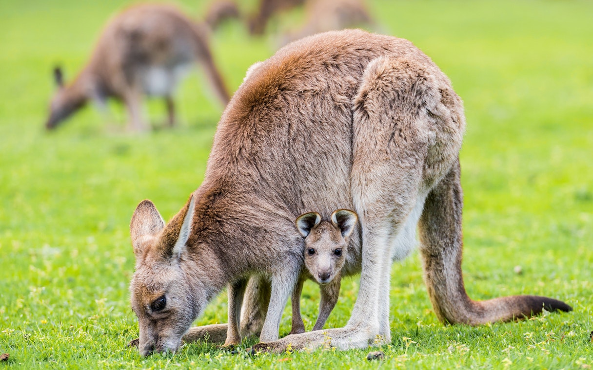 Kangaroo with joey in Grampians National Park, part of 1-Day Guided Tour from Melbourne.