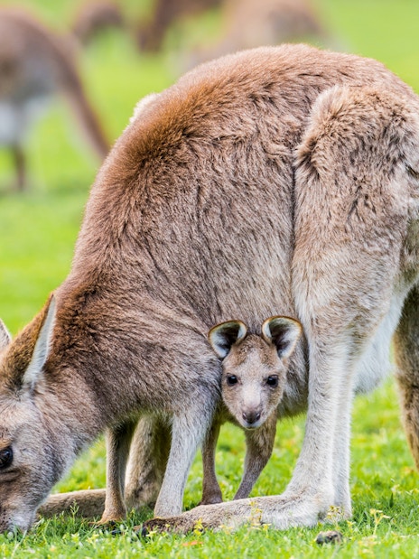 Kangaroo with joey in Grampians National Park, part of 1-Day Guided Tour from Melbourne.