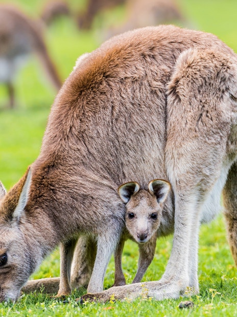 Kangaroo with joey in Grampians National Park, part of 1-Day Guided Tour from Melbourne.