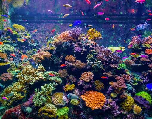 Ocean Diversity - S.E.A Aquarium