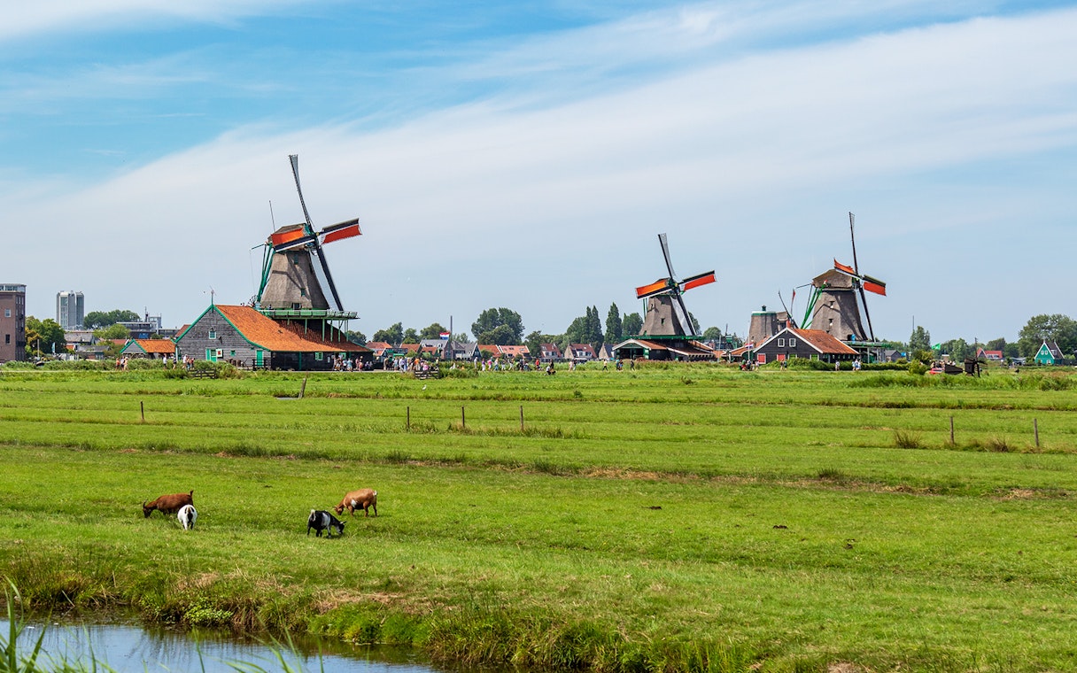 Windmills and grazing goats in Zaanse Schans, Netherlands.