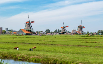 Windmills and grazing goats in Zaanse Schans, Netherlands.