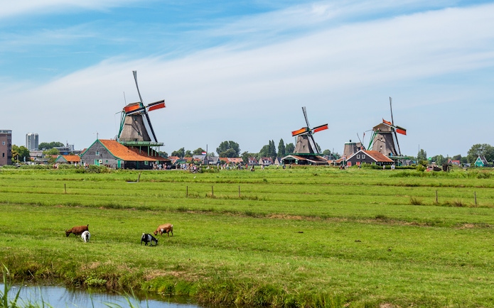 Windmills and grazing goats in Zaanse Schans, Netherlands.