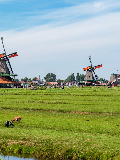 Windmills and grazing goats in Zaanse Schans, Netherlands.
