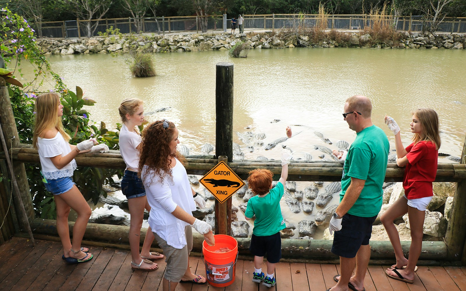 Visitors feeding alligators at Everglades Alligator Park.